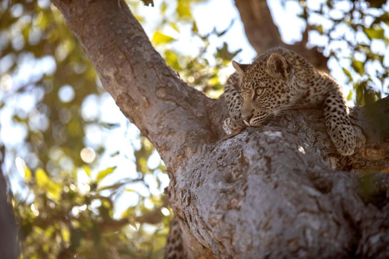 Umlani Bushcamp Villa Timbavati Game Reserve Ngoại thất bức ảnh