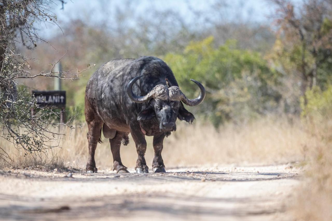 Umlani Bushcamp Villa Timbavati Game Reserve Ngoại thất bức ảnh