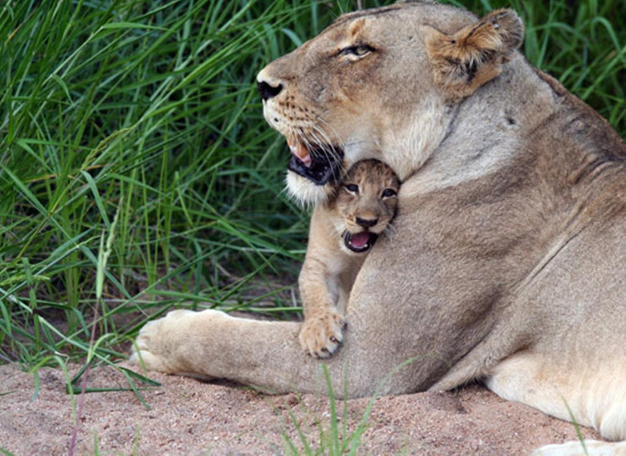 Umlani Bushcamp Villa Timbavati Game Reserve Ngoại thất bức ảnh