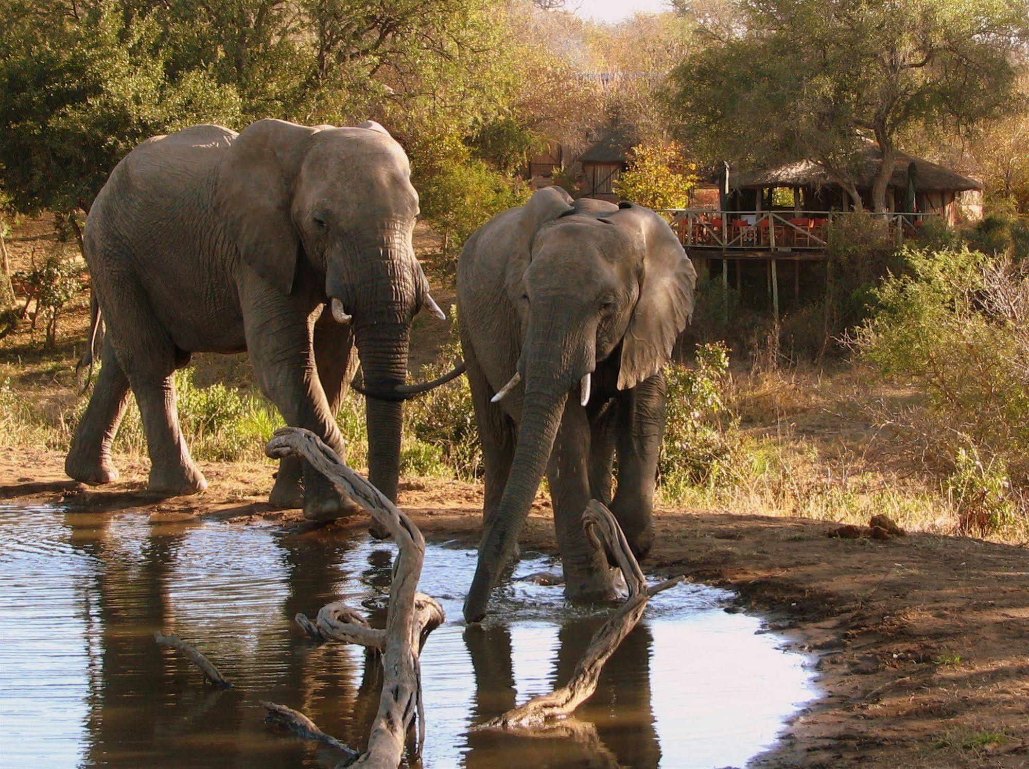 Umlani Bushcamp Villa Timbavati Game Reserve Ngoại thất bức ảnh